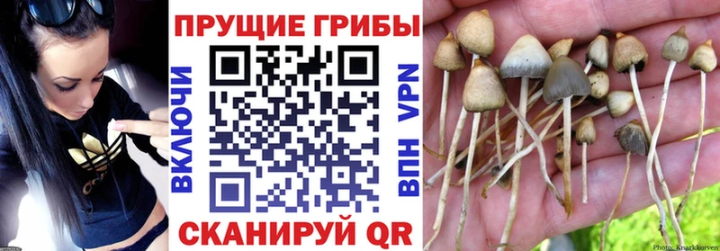 Галлюциногенные грибы ЛСД  ОМГ ОМГ   Суджа 